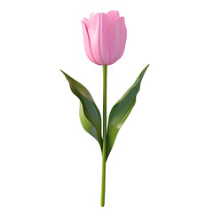 Fototapeta premium Pink Tulip Isolated