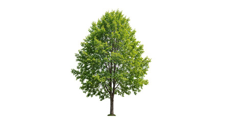 Bright Green Foliage Tree on Transparent Background for Design