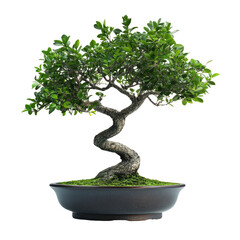 Bonsai Tree in Pot