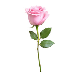 Obraz premium Single pink rose