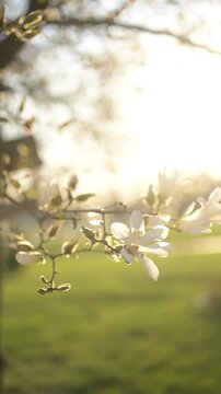 Soft sunlight illuminating blooming magnolia flowers on a tree in Illinois during springtime, showcasing delicate white petals and seasonal growth in a Midwestern landscape