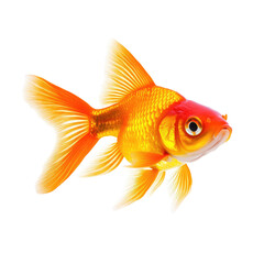 Fototapeta premium Goldfish swimming profile