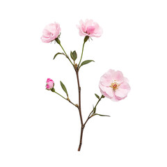Obraz premium Delicate Pink Blossoms on Branch