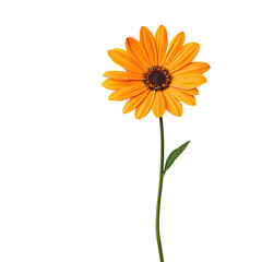 Vibrant orange flower