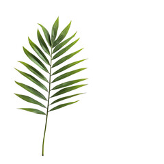 Fototapeta premium Detailed Palm Leaf Illustration