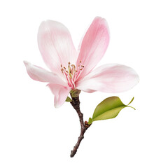 Delicate pink magnolia flower
