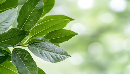 Lush green foliage, vibrant leaves against a soft, blurred background.  Nature's vibrant green hues create a peaceful scene