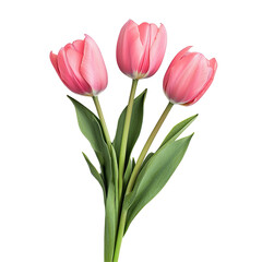 Fototapeta premium Pink Tulips Bouquet