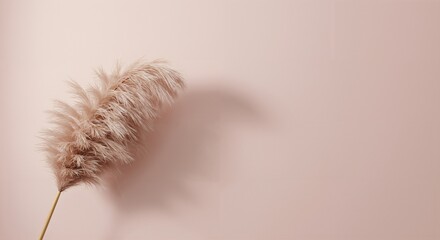 Close-up view of a single stem of fluffy dried pampas grass casting a shadow against a soft light pink wall background, creating a minimalist and aesthetic decor.