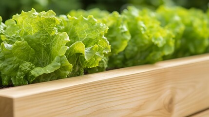 Lush green lettuce plants thrive in a raised wooden garden bed, showcasing vibrant leaves and healthy growth