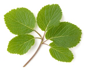 Sprig of vibrant green leaves, serrated edges,  isolated on white background