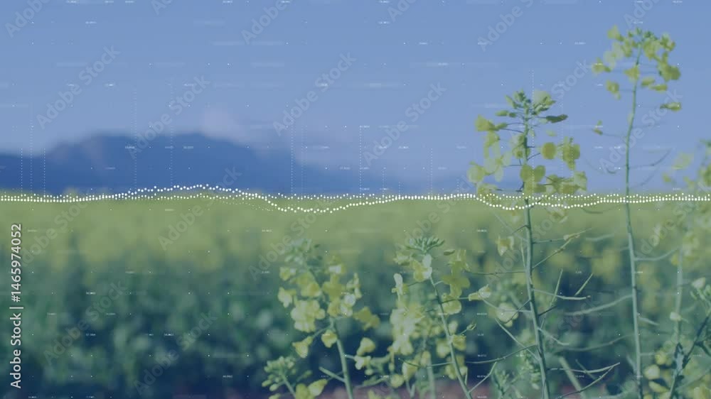 Poster yellow rapeseed stalks being rendered in 3d field scene, showing dotted waveform and numeric data