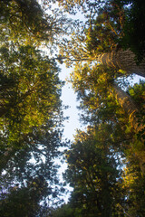 Upward view of Cedar trees (Cupressaceae) vs blue sky. Hakone, Kanagawa, Japan. Vertical image