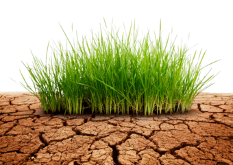 Grass growing from cracked dry soil isolated on transparent or white background