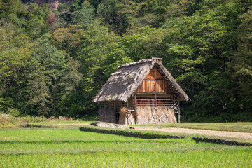 Rice fields at Shirakawago in Autumn. Gifu Prefecture, Chubu Region, Japan