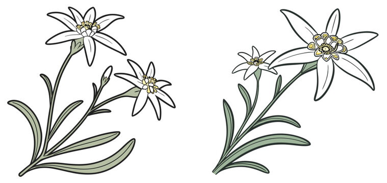 switzerland national flower drawing