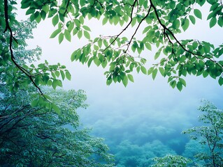 Lush Green Canopy Over Misty Forest Tranquil Nature Scene of Springtime Foliage