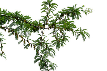 Photo of a branch of white acacia on a transparent background