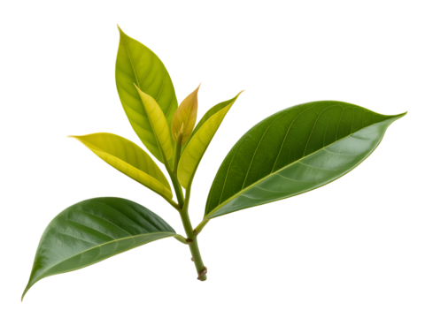 Fresh young leaves of a tropical plant isolated against a colorful gradient background