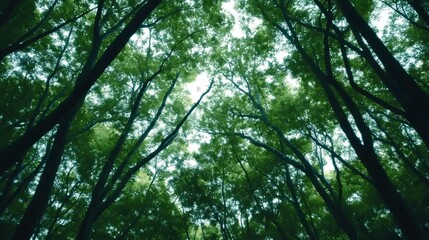 Fototapeta premium Lush Green Canopy Above A Tranquil Forest Scene Showing Tall Trees and Sunlight Filtering Through Leaves