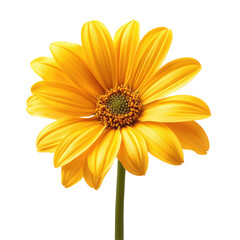 Naklejka premium Vibrant yellow flower