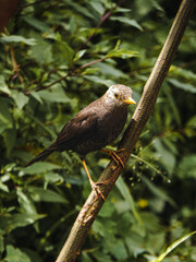 red billed hornbill
