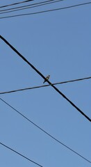 Effective Strategies for Staying Motivated and Maintaining Consistency in Your Fitness Routine Tips and Guidance for Achieving Your Health Goals and Long Term Wellness