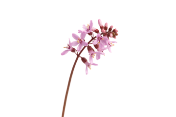 Delicate branch of pale pink flowers with budding flower heads presented against a clean background