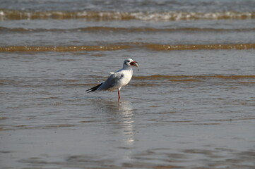 A seagull with a fish in its beak