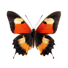 Close-up of a vibrant butterfly