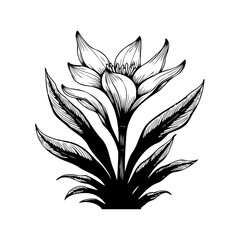 Detailed botanical illustration of a blooming lily flower with leaves