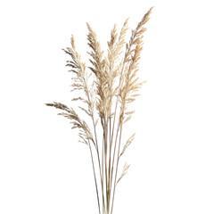 Fototapeta premium Dried Pampas Grass Bouquet