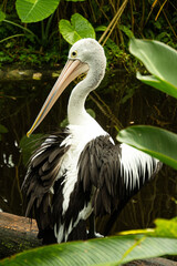 pelican on the beach