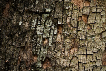 tree bark texture