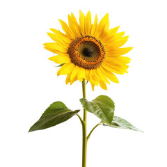 Sunflower in Bloom