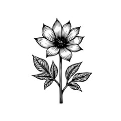 Detailed botanical drawing of a flower with stem and leaves illustration