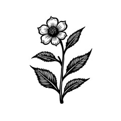 Elegant botanical illustration: A meticulously crafted flower drawing in monochrome