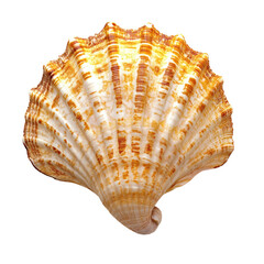 Obraz premium Detailed view of a seashell