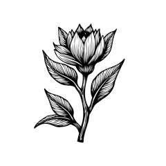 Detailed line art drawing of a blossoming flower with leaves on white