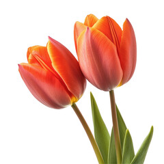 Naklejka premium Close-up of two orange tulips