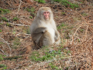 白神山地のニホンザル