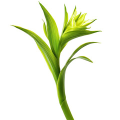 Fototapeta premium Green flower, detailed bud