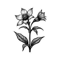 Elegant botanical illustration of flowering plant with detailed line work