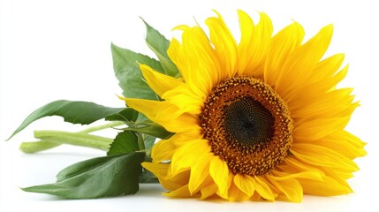 Obraz premium Bright and Cheerful Sunflower with Vibrant Yellow Petals and Green Leaves on White Background, Perfect for Nature and Floral Designs