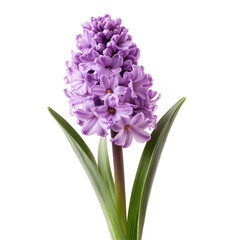 Fototapeta premium Lilac Hyacinth Blossom Close Up