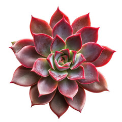 Vibrant succulent rosette