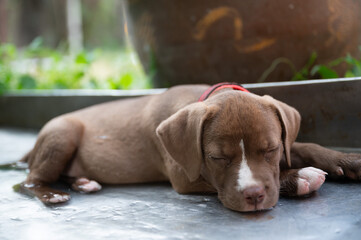 Puppy resting peacefully in a garden during a sunny afternoon