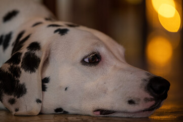 Dalmatian dog resting indoors with warm lighting in the background during evening hours