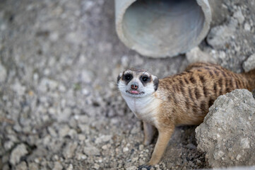 Fototapeta premium Curious meerkat explores its surroundings near a tunnel in a natural habitat during daylight