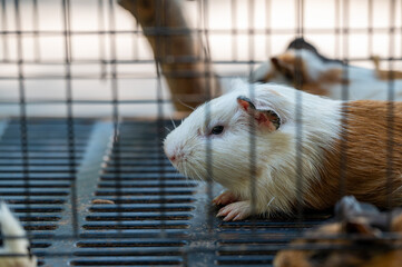 Guinea pig resting inside a cage during afternoon at a pet shop